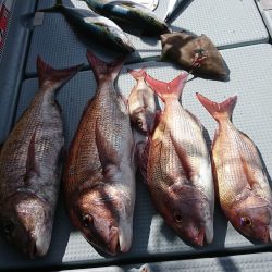 遊漁船 家入 釣果