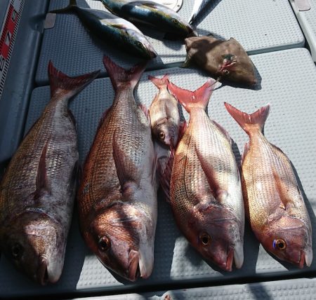 遊漁船 家入 釣果