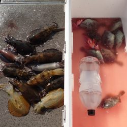 ブルースフィッシングサービス 釣果