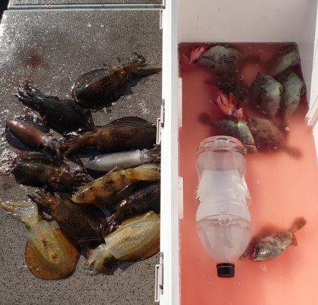 ブルースフィッシングサービス 釣果