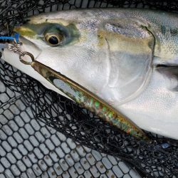 サンマリン 釣果