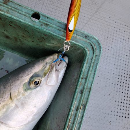 サンマリン 釣果