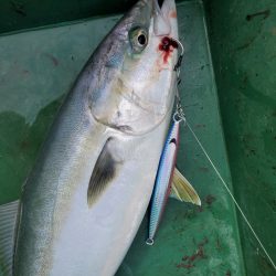 サンマリン 釣果