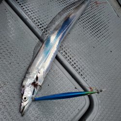 サンマリン 釣果