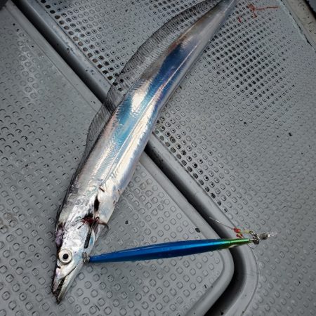 サンマリン 釣果