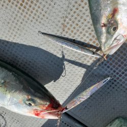 サンマリン 釣果