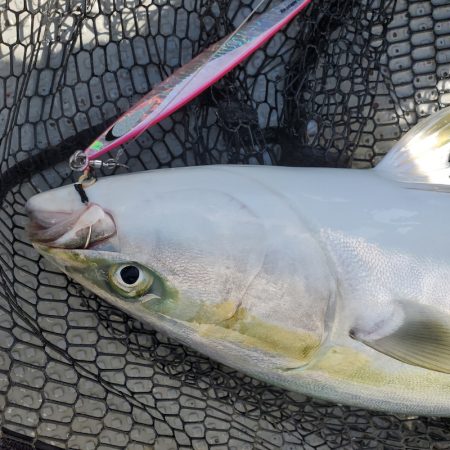 サンマリン 釣果