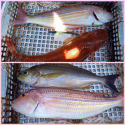 アマテラス 釣果