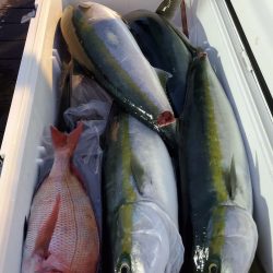 シーライオン 釣果