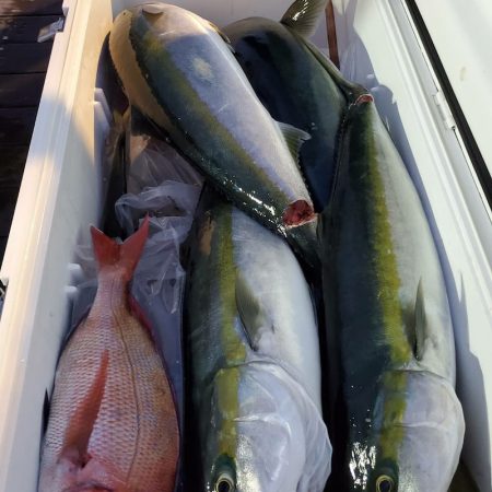 シーライオン 釣果