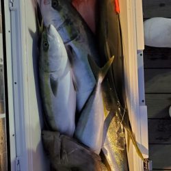 シーライオン 釣果