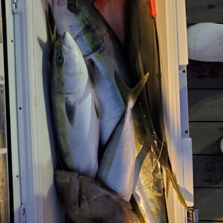 シーライオン 釣果