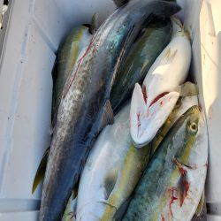 サンマリン 釣果