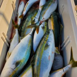 サンマリン 釣果