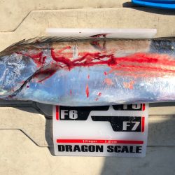 フィッシング　キッタカ 釣果