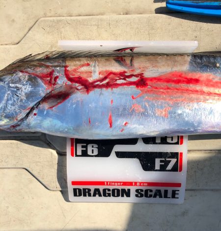 フィッシング　キッタカ 釣果