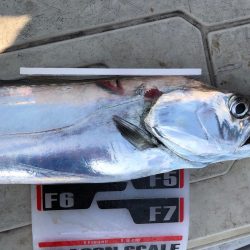 フィッシング キッタカ 釣果