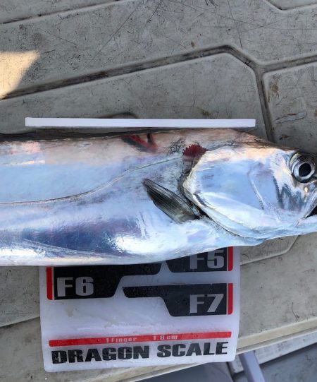 フィッシング キッタカ 釣果