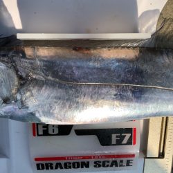 フィッシング キッタカ 釣果