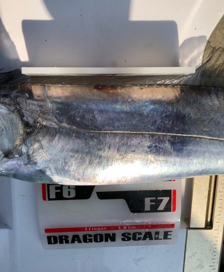 フィッシング キッタカ 釣果