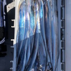 フィッシング　キッタカ 釣果