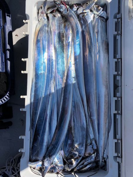 フィッシング　キッタカ 釣果