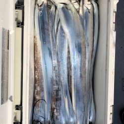 フィッシング キッタカ 釣果