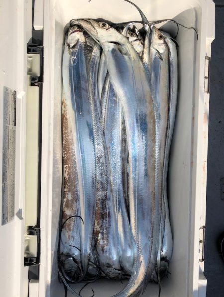 フィッシング キッタカ 釣果