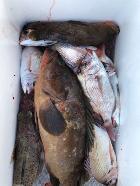 フィッシング キッタカ 釣果