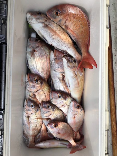 フィッシング キッタカ 釣果