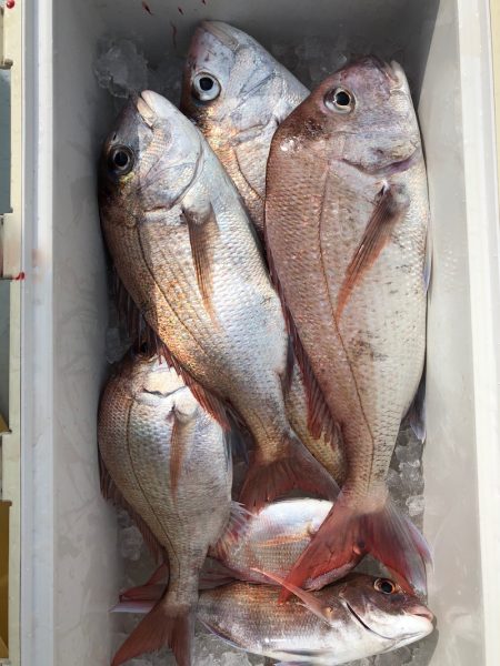 フィッシング キッタカ 釣果