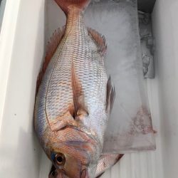 第二八坂丸 釣果