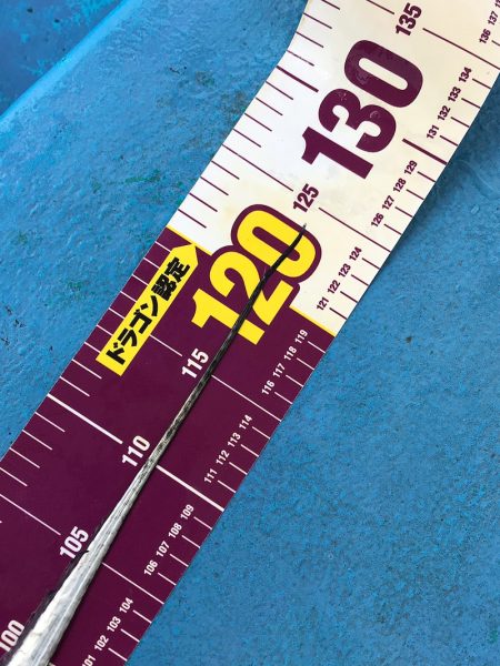 ヤザワ渡船 釣果