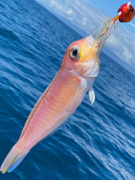 あみや渡船 JIGBOY 釣果