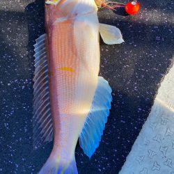 あみや渡船 JIGBOY 釣果