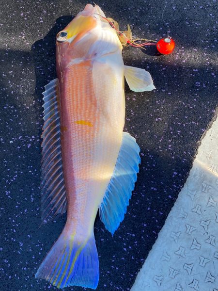 あみや渡船 JIGBOY 釣果