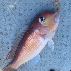 あみや渡船 JIGBOY 釣果