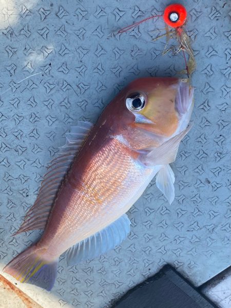 あみや渡船 JIGBOY 釣果