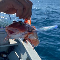 あみや渡船 JIGBOY 釣果
