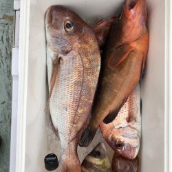 フィッシング キッタカ 釣果