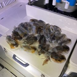 Monster Rush! 釣果