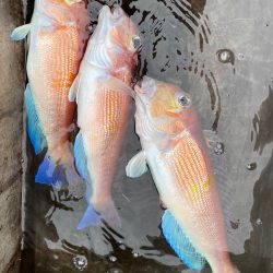 あみや渡船 JIGBOY 釣果