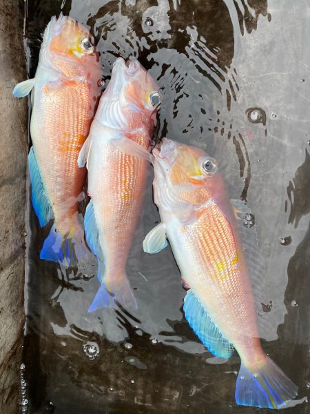 あみや渡船 JIGBOY 釣果