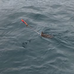 あみや渡船 JIGBOY 釣果