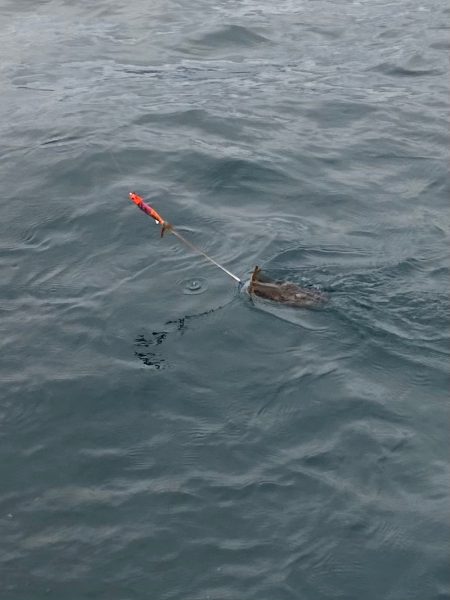 あみや渡船 JIGBOY 釣果