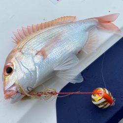 あみや渡船 JIGBOY 釣果