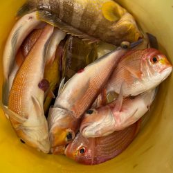 あみや渡船 JIGBOY 釣果