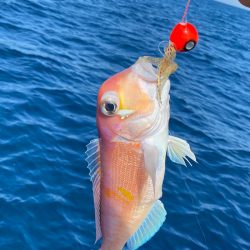 あみや渡船 JIGBOY 釣果