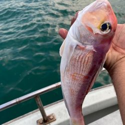 あみや渡船 JIGBOY 釣果