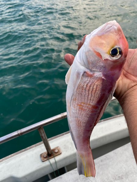 あみや渡船 JIGBOY 釣果